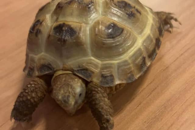 Regee the tortoise.  Photo: Anchor Hanover Group