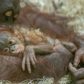Jarang was born to mother Jingga (Credit: Alison Allen Photography/ Blackpool Zoo)