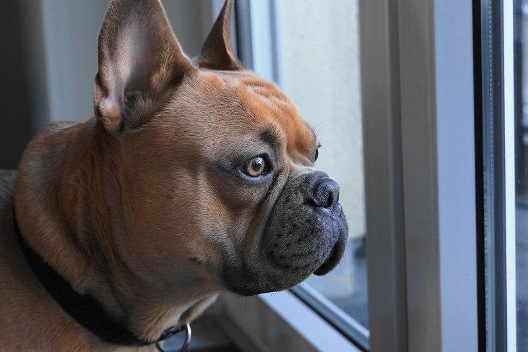 Lancashire dog warning: These are the breeds most wanted by thieves and their average price tag