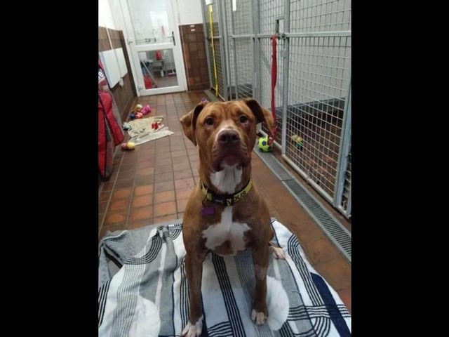 Coco is a one-year-old female Labrador cross. This gentle girl loves other dogs and toys and is a firm favourite within the centre. She has mild hip dysplasia so adopters need to be aware of this, whilst this requires no treatment now it is likely to require medication and possible treatment in the future. Coco is looking for a quiet home with secure garden, on a quiet road with no other animals but can live with children aged 16+.