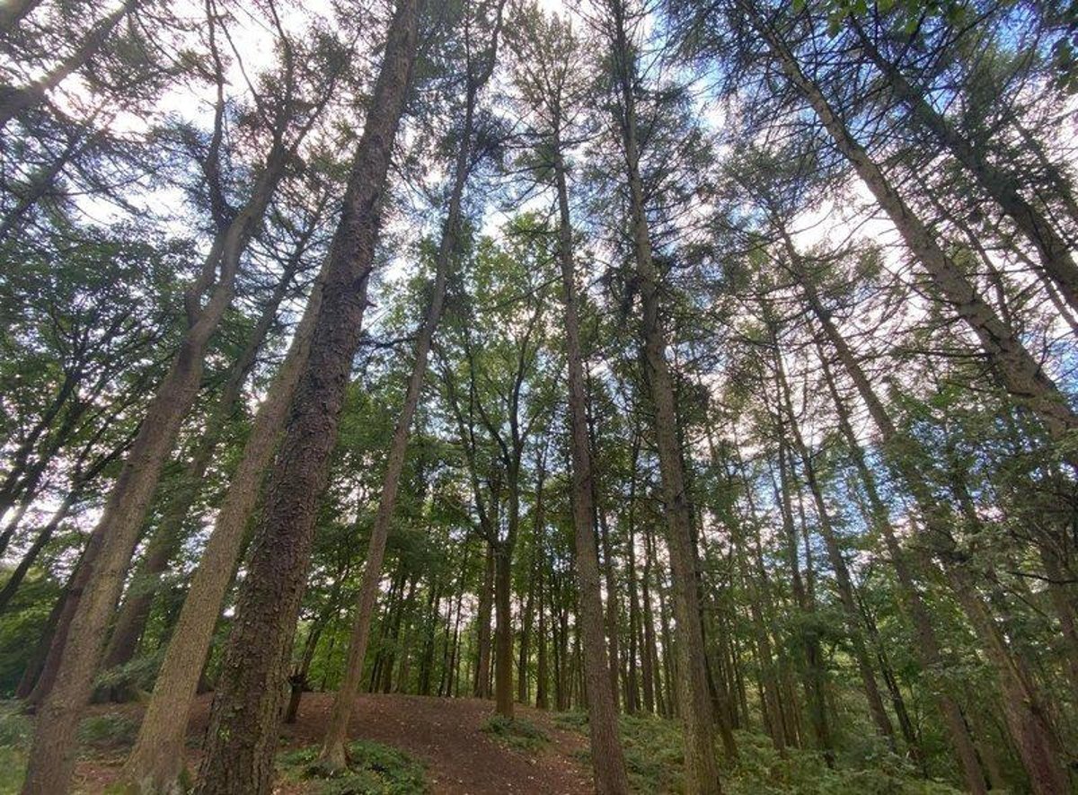 Cuerden Valley Park warning after visitors find man exposing himself in woods