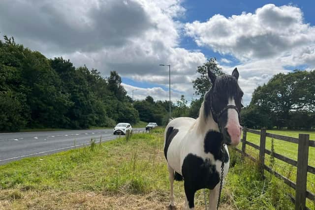 Passers-by say the tethered horse has been on the grass verge of the A59 in Blackburn for the past three weeks