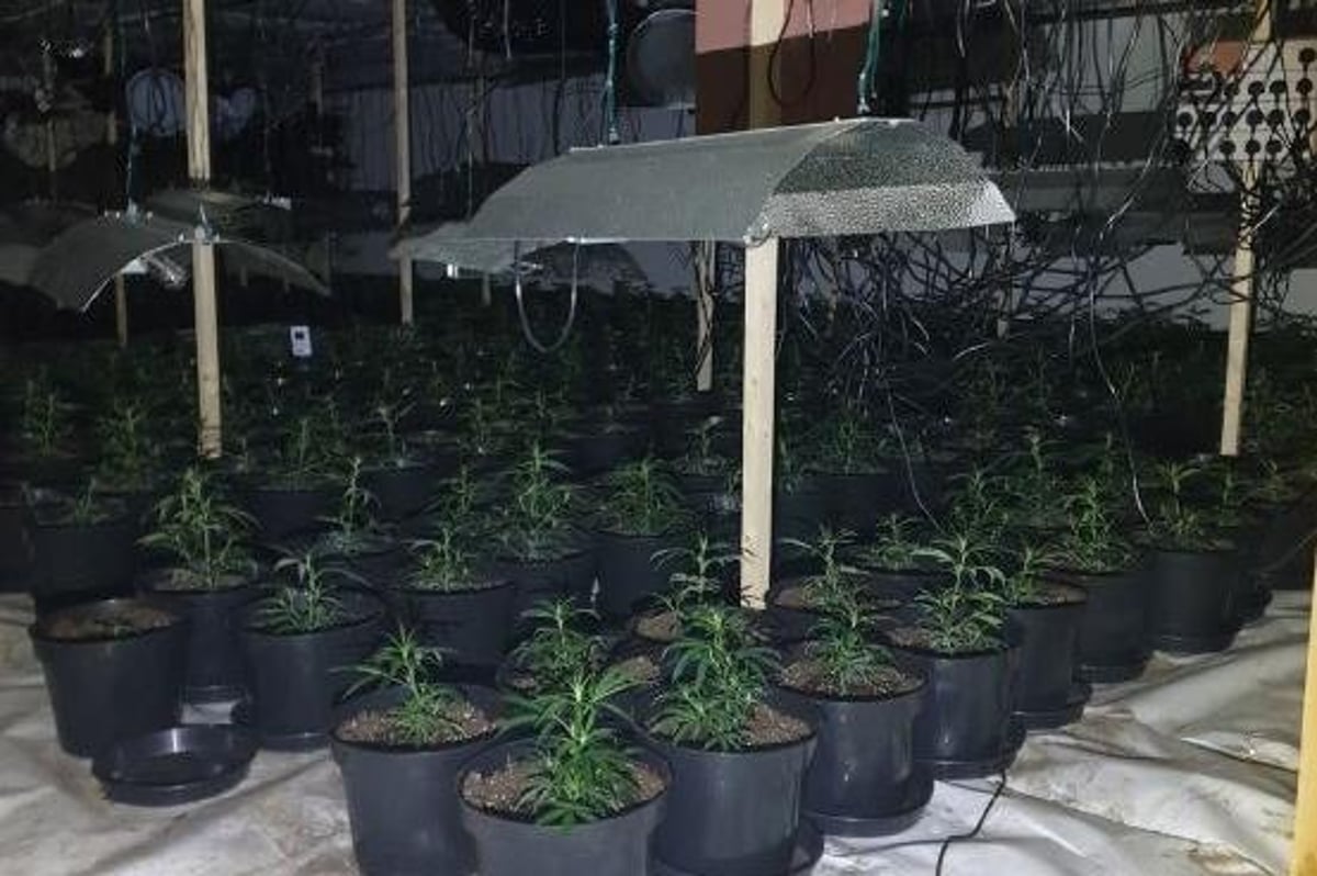 ‘Cannabis factory’ found after person threatened with knife as they attempted to investigate flood at derelict building