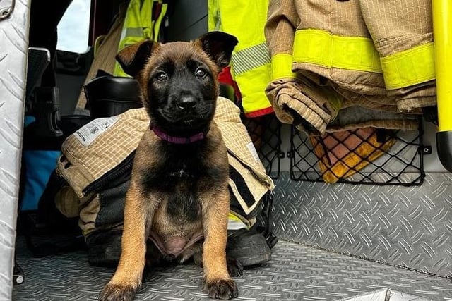 Nine week old Kygo the Belgian Malinois pup ready for mischief in the fire engine.