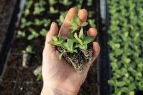 Preston City Council are giving away 300 saplings to residents to plant.