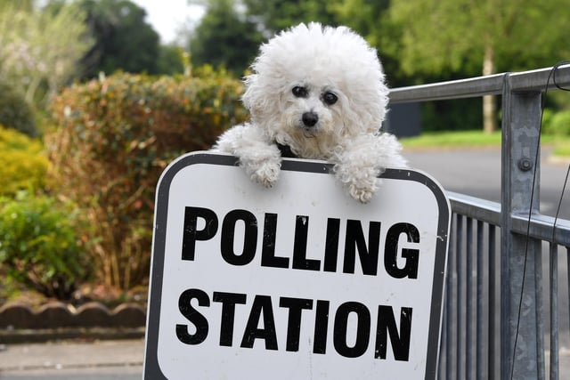 Polling Day at Kingsfold Community Centre - Millie waiting ouside the station
