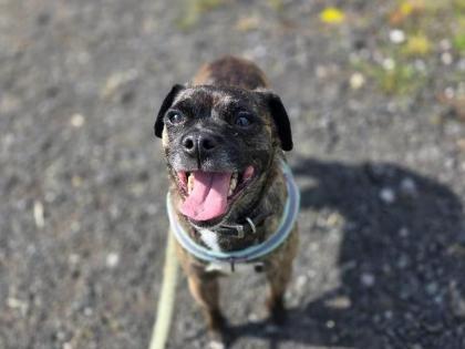 Meet Cayde! This lovely little boy is a Pug X Chihuahua and six. He is an active little boy who loves playing with his toys and going out on adventures. This clever little boy enjoys his training and would enjoy someone who would like to do some basic training with him. He would like an active family to take him on adventures but also enjoy having down time together as he loves to sit on the knee of his favourite people. Cayde can live with children above seven and dogs dependent on successful meets.
