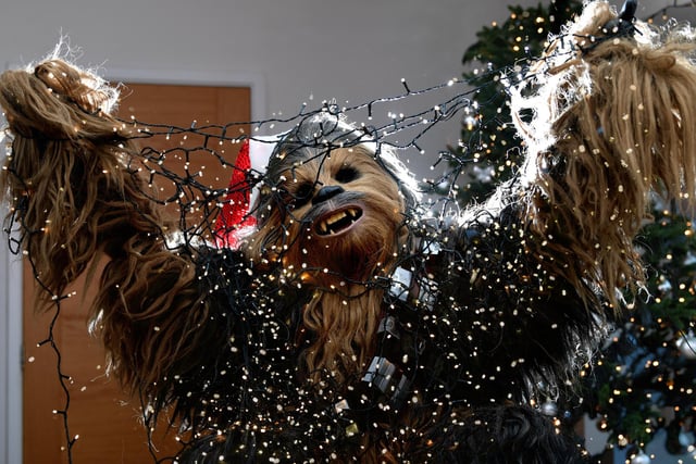 Chewie getting in a tangle