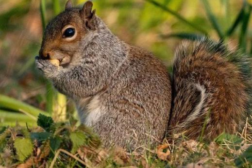 Adorable little squirrel photographed by @rasphotography2020