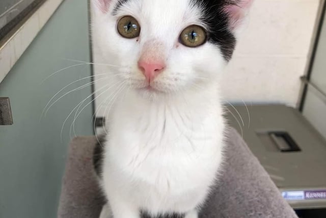 Wasabi - domestic short hair, 5 months old. Can live with any age children and cat savy dogs but not other cats. Can be rehomed with his brother Tofu