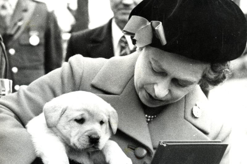 The Queen visits Preston
Kimberley, the six-week-old labrador, was presented to the Queen at Fulwood Barracks in 1979