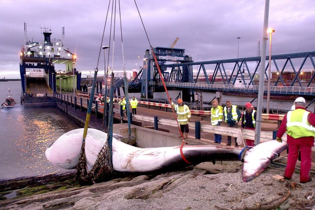 The beached Fin Whale is lifted from the water at Heysham Port as a vessel unloads its cargo.(2000). Picture by Peter Wilcock.