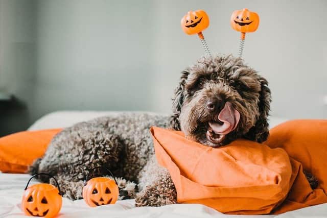 Pumpkin pie fillings, blends, and mixes can make your dog ill as they often contain toxic substances like nutmeg and cinnamon
