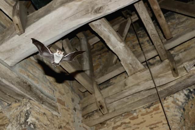 St Lawrence church in Radstone, a natterer's bat is pictured. Picture by Chris Damant 2020.