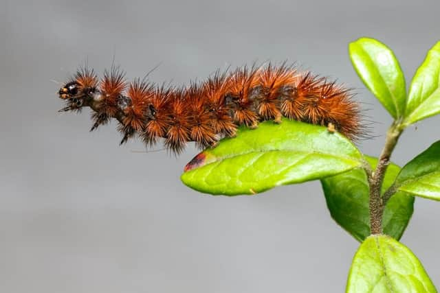 Caterpillars love to nibble their way through fruits, vegetables, and plants