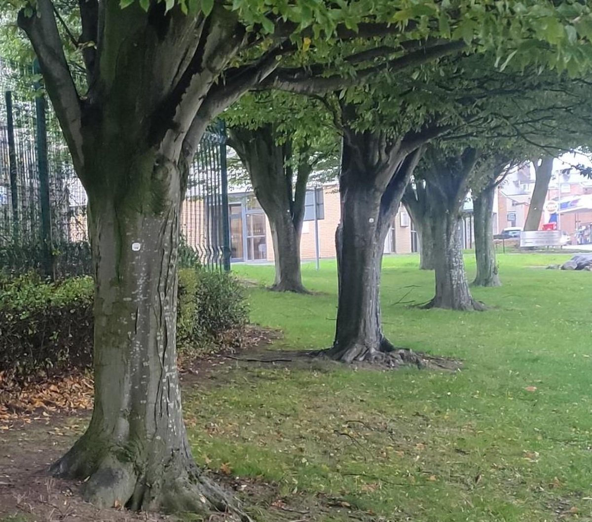 Where and why 30,000 trees will be planted in Lancashire after £300,000 boost