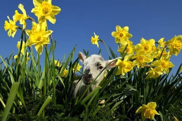 It's officially spring today (Sunday, March 20)