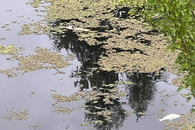 Some of the dead fish floating on top of the canal