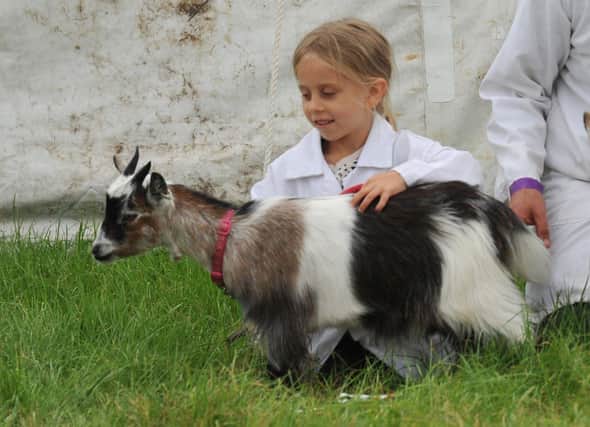 A youngster proudly shows off a young goat during this year's Garstang  Show, which saw one of the best attendances in years. Photographer Michelle Adamson