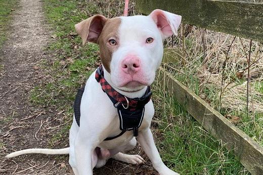 Herbie is a Staffie cross , male , one year old. Picture from Animal Care Lancaster.