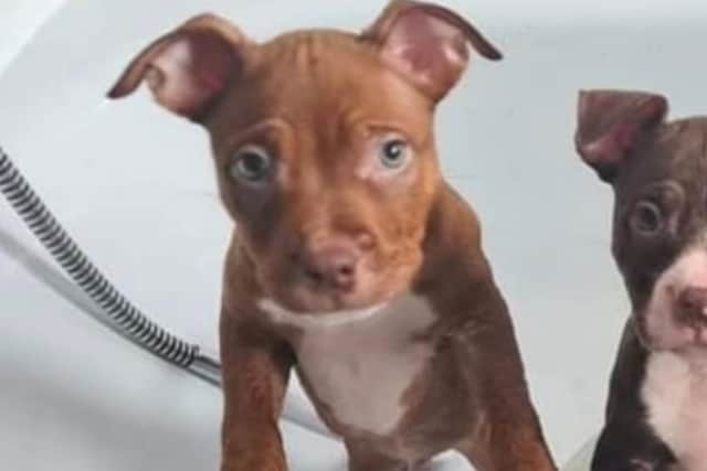 Dudley Payne, 28, of Braintree Avenue, Penwortham, was convicted of killing 11-week-old American bully breed Rocko and inflicting a catalogue of injuries on his pet, including severe head trauma, a ruptured liver, a partial hip fracture and a prolapsed eyeball