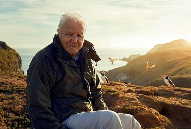 Sir David Attenborough, filming for Wild Isles series, next to Common puffins (Fratercula arctica), Skomer Island, off Pembrokeshire coast, Wales