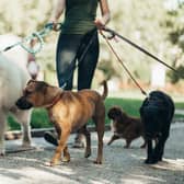 Dog walkers could be fined for having their dogs off the lead in areas it's not permitted in Fenland