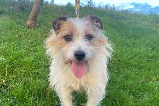 About Candy...Candy and Custard came in together, they are sisters and love each other. It would be nice if the girls got a home together, but we know this might not be possible. Both dogs are typical lively, Jack Russells, who have endless energy and always up to no good.