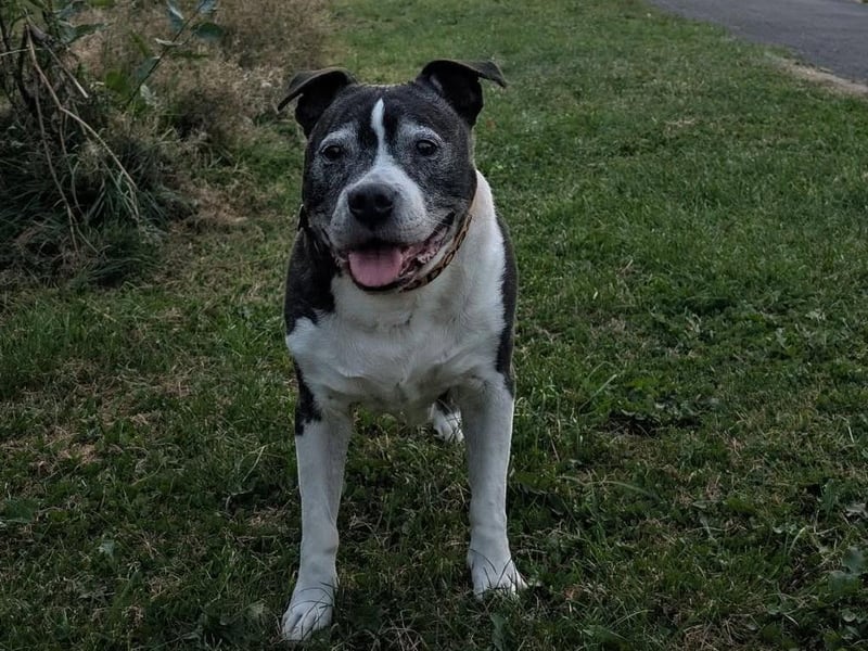 14-year-old Staffy Bruno.