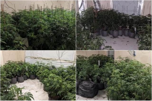 Hundreds of cannabis plants were discovered after police raided a property in Chorley (Credit: Lancashire Police)