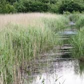 Reed beds ... United Utilities is investigating planting some in Chorley