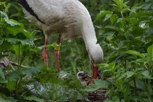The stork tending her baby chicks