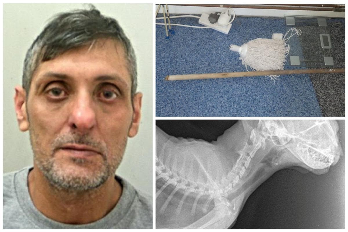 Thug who beat his ex-girlfriend's cat so hard with a mop handle that it died from its injuries has been jailed