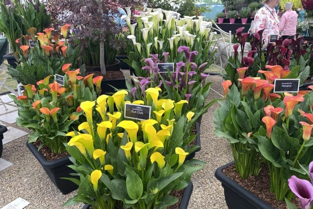 Part of the award winning Brighter Bloom's display of pot grown Zantedeschia Photo:Fiona Finch