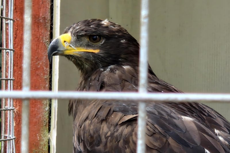 This stunning eagle is one of the residents at Turbary Woods Owl and Bird of Prey Sanctuary