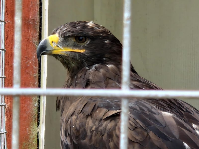 This stunning eagle is one of the residents at Turbary Woods Owl and Bird of Prey Sanctuary
