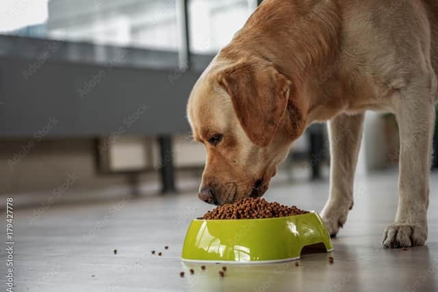 Try reducing your dog's meat intake. Photo: Adobe