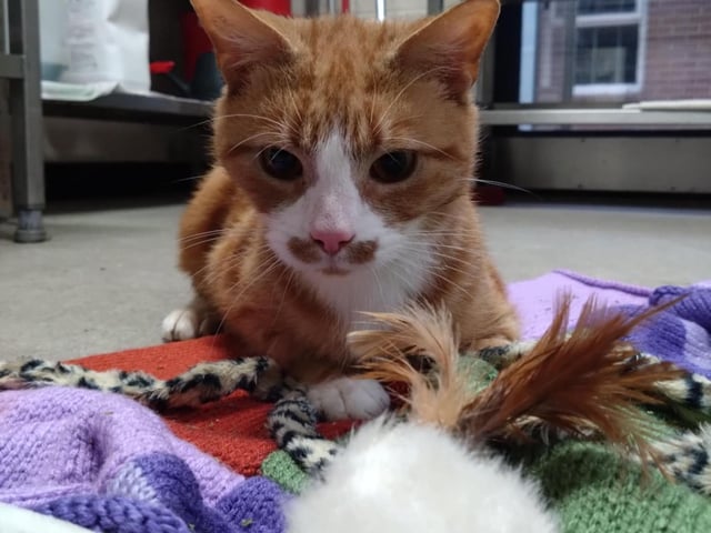One-year-old ginger male domestic short hair cat Nacho needs his forever home. He is described as very affectionate and friendly, and is always on the lookout for any attention he can get. He would be best suited to a home with no dogs and where he can be the only cat in the house. He would be able to be rehomed with cat savvy children aged six and above.