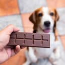 Can dogs eat chocolate?