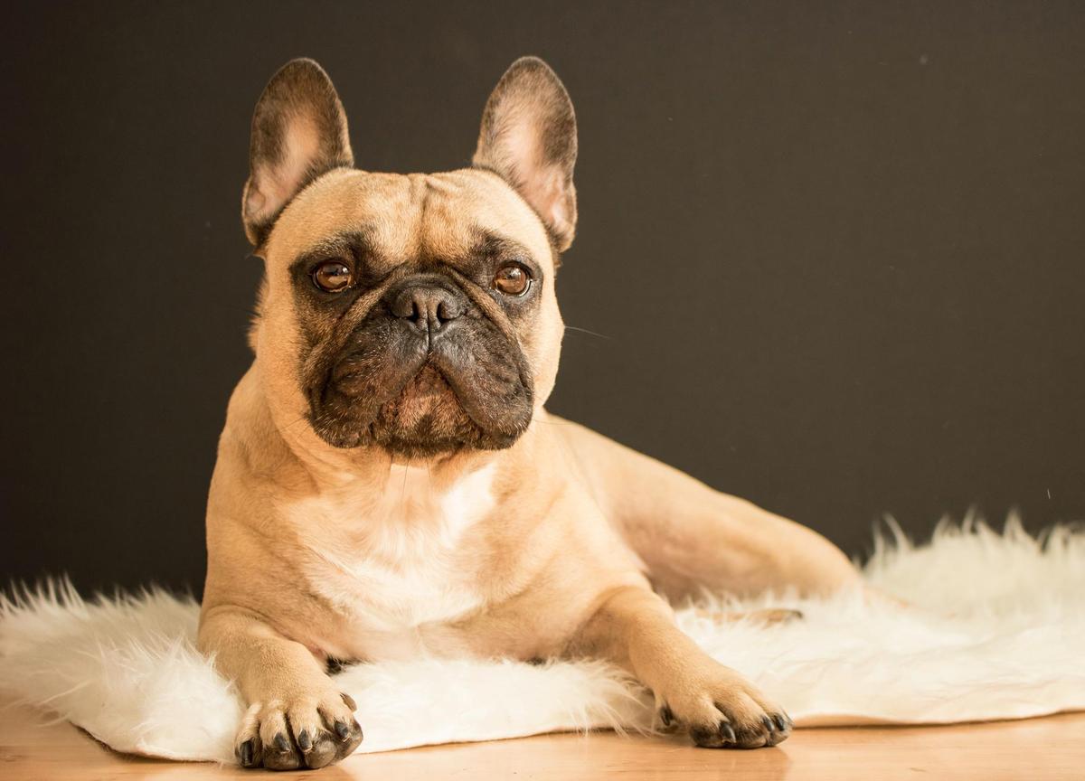 These are the 11 most stolen dogs in Lancashire - is your pet at risk?