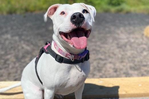 Coco, Staffie cross , female , five years old.