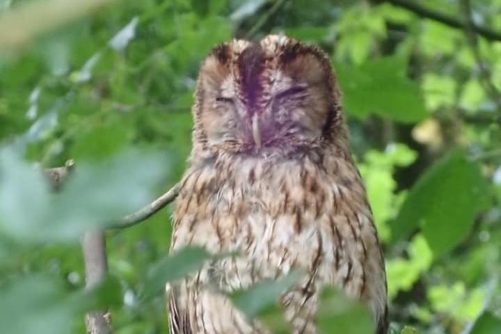This lovely image of an owl in the woods opposite Moor Park in Preston was taken by Natalie Close and liked 81 times.