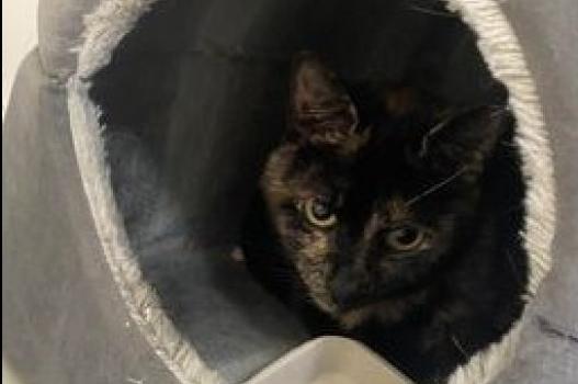 Annie is an 8-year-old tortie domestic shorthair. Due to her nervous nature, Annie is looking for a quiet adult only home.