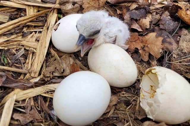 Martin Mere Wetland Centre has had some cute new arrivals- white stork chicks.