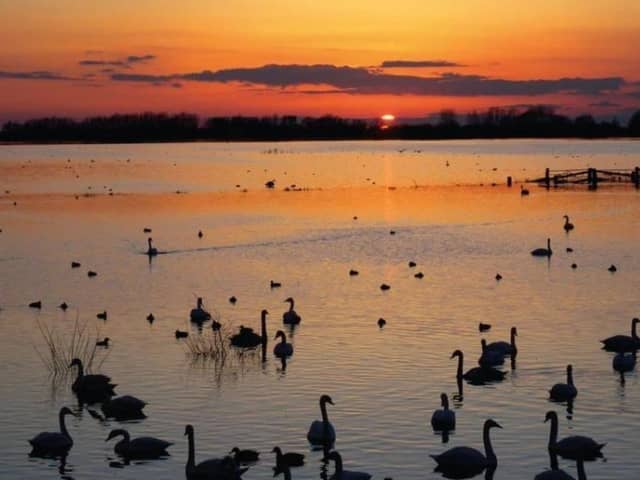 WWT Martin Mere, Fish Lane, Burscough.
