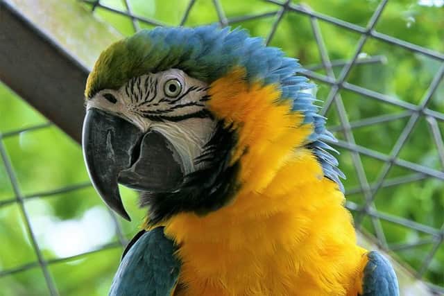 Macaw (photo from Knockhatch)