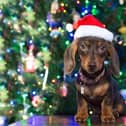 Sausage dogs and their owners are being invited to Party Like a Dachshund this Saturday (November 18) at Barton Equestrian Centre Indoor Arena in Preston