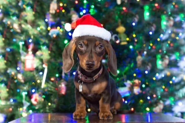 Sausage dogs and their owners are being invited to Party Like a Dachshund this Saturday (November 18) at Barton Equestrian Centre Indoor Arena in Preston