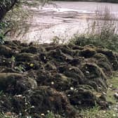 Piles of vegetation at the side of the lake