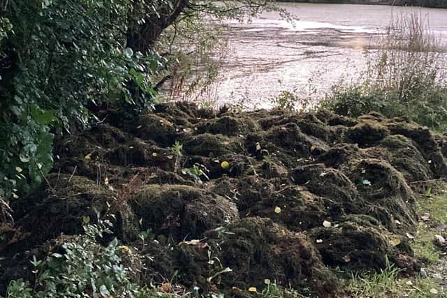 Piles of vegetation at the side of the lake